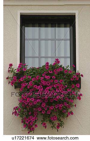 Picture - plant, grow, close-up, growth, bushel, shrub. Fotosearch