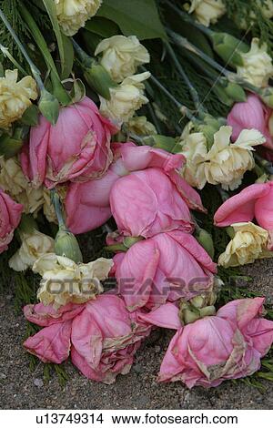 stamen, petals, blossom, flower, natural, grow View Large Photo Image Picture - stamen, petals, blossom, flower, natural, grow. Fotosearch