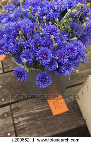 Stock Image - Bloom, Petals. Fotosearch