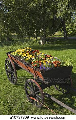 Stock Photo - Blooms, Blossom, Cart, Flowers. Fotosearch