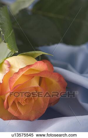 Stock Photography - Blossom, Fabric, Flower, Fold, Green. Fotosearch