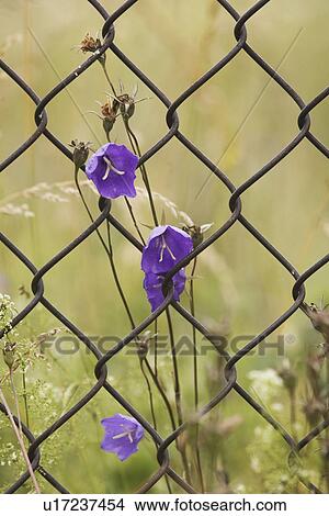 Chain-Link Fence, Close-Up, Design, Flower, Iron View Large Photo Image Picture - Chain-Link Fence, Close-Up, Design, Flower, Iron. Fotosearch