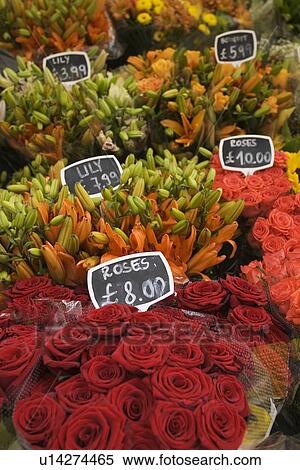 Day, Blooms View Large Photo Image Stock Photography - Day, Blooms. Fotosearch