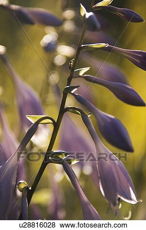 Stock Photo - Outdoors, Day. Fotosearch