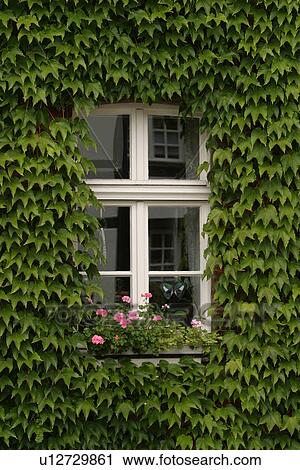 window, glass, reflection, bloom, blossom, flowers View Large Photo Image Stock Image - window, glass, reflection, bloom, blossom, flowers. Fotosearch