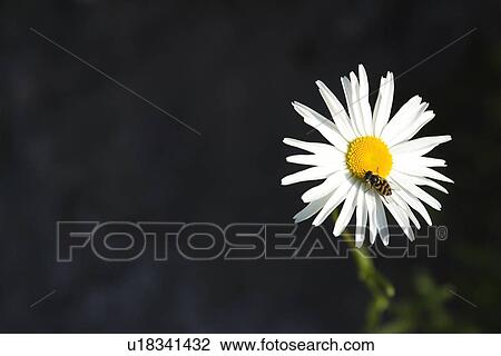 Bee, Black Background, Close-Up, Daisy, Day View Large Photo Image Stock Image - Bee, Black Background, Close-Up, Daisy, Day. Fotosearch