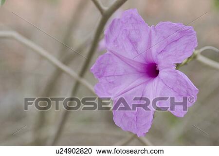 Stock Image - bloom. Fotosearch