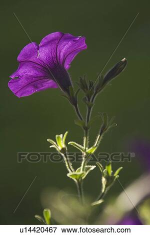 Stock Photo - Blossom, Close-Up, Day, Flower, Green. Fotosearch