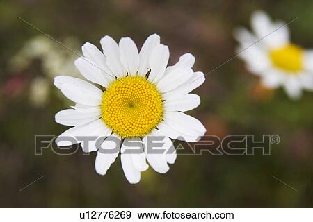 Blurred, Beautiful, Blossoms, Blossom, Blooming, Agriculture View Large Photo Image Stock Photo - Blurred, Beautiful, Blossoms, Blossom, Blooming, Agriculture. Fotosearch