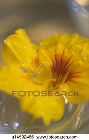 Stock Photograph - Close-Up, Drop, Flower, Flower Head, Glass. Fotosearch