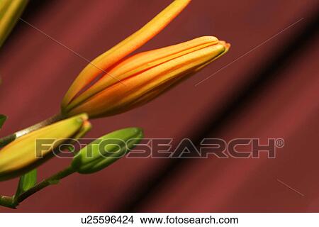Picture - flora, flower, close up, bud, budding, opening. Fotosearch