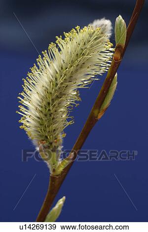 Stock Photo - nature, natural, climate, seasonal, scenic, calm. Fotosearch