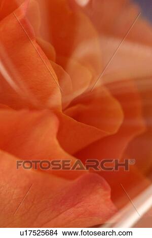 Picture - petal, blossom, flower, flora, plant, nature. Fotosearch