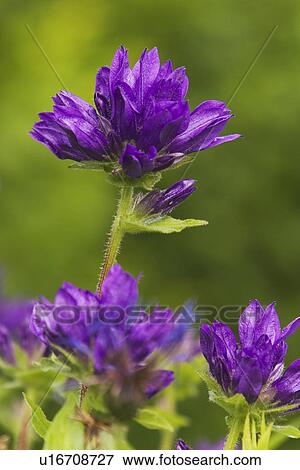 Stock Photo - Beauty, Blooms, Blossoms, Blurred, Budding, Close-Up. Fotosearch