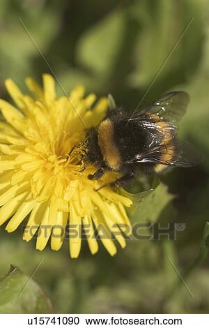 bee, bloom, blooms View Large Photo Image Stock Image - bee, bloom, blooms. Fotosearch