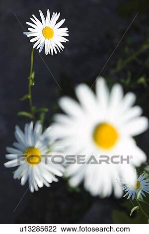 Black Background, Blossom, Close-Up, Daisy, Day View Large Photo Image Stock Image - Black Background, Blossom, Close-Up, Daisy, Day. Fotosearch