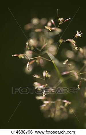 Stock Photograph - Blooms, Nature. Fotosearch