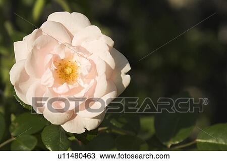 Blossom, Close-Up, Day, Flower, Flower Head View Large Photo Image Stock Image - Blossom, Close-Up, Day, Flower, Flower Head. Fotosearch