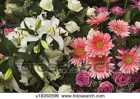 Stock Photograph - Blossom, Day, Close-Up, Bright, Assortment. Fotosearch