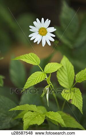 Close-Up, Daisy, Flower, Flower Head, Focus On Foreground View Large Photo Image Stock Photo - Close-Up, Daisy, Flower, Flower Head, Focus On Foreground. Fotosearch