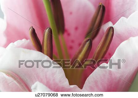 Close-Up, Flower, Flower Head, Full Frame View Large Photo Image Stock Photo - Close-Up, Flower, Flower Head, Full Frame. Fotosearch