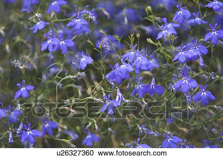 Cultivated, Blooms View Large Photo Image Stock Image - Cultivated, Blooms. Fotosearch
