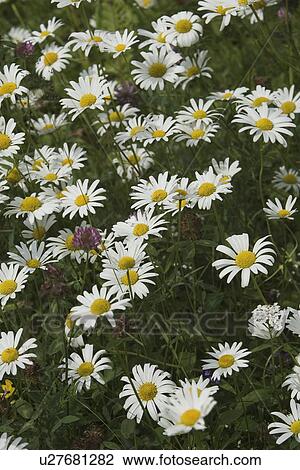 Flowers, Garden, Beauty, Blooms, Blossom View Large Photo Image Stock Image - Flowers, Garden, Beauty, Blooms, Blossom. Fotosearch
