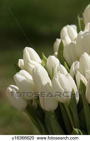 nature, natural, climate, seasonal, scenic, calm View Large Photo Image Stock Image - nature, natural, climate, seasonal, scenic, calm. Fotosearch