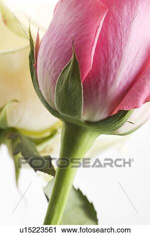 Red Rose, Petals View Large Photo Image Stock Image - Red Rose, Petals. Fotosearch
