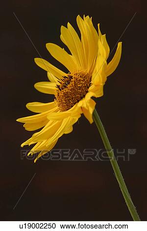 Stock Image - stamen, petal, grow, close-up, natured, wild. Fotosearch