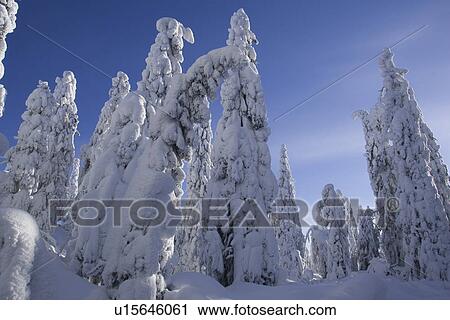 Blue, Clear Sky, Covering, Day, Evergreen Tree View Large Photo Image Stock Image - Blue, Clear Sky, Covering, Day, Evergreen Tree. Fotosearch