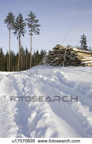 Stock Photo - Blue, Clear Sky, Day, Evergreen Tree, Forest. Fotosearch