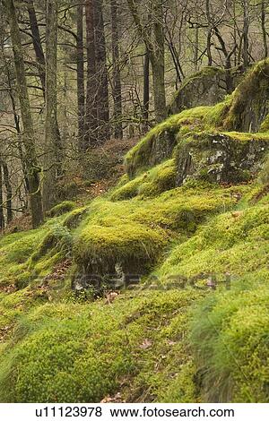 Stock Photo - Branch, Day, Forest, Grass, Green. Fotosearch