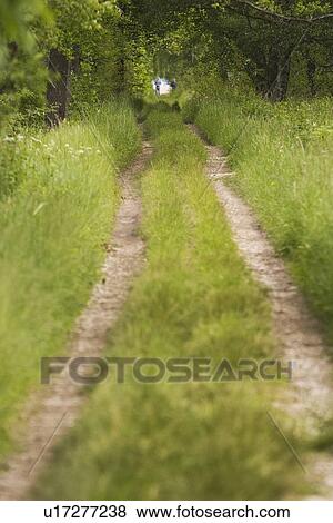 Calm, Day, Forest, Grass, Greenery, Milieu View Large Photo Image Stock Photo - Calm, Day, Forest, Grass, Greenery, Milieu. Fotosearch