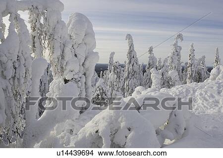 Picture - Covering, Day, Evergreen Tree, Forest, Horizon Over Land. Fotosearch