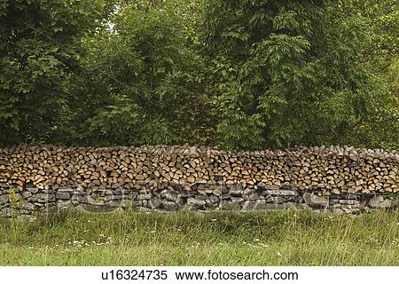Stock Photography - Day, Dense, Forest, Green, Greenery. Fotosearch