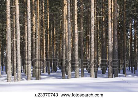 Day, Dense, Forest View Large Photo Image Stock Image - Day, Dense, Forest. Fotosearch