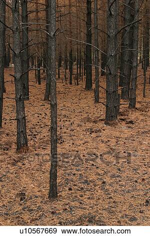 Stock Photo - outdoors, natural, environment, condition, trees, forest. Fotosearch