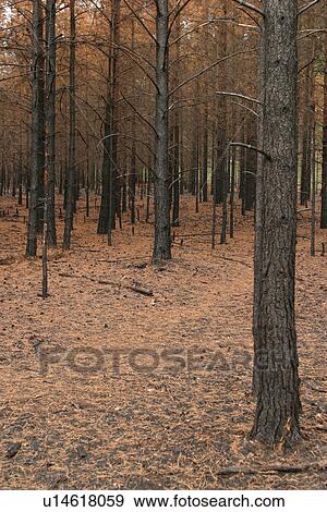 Stock Photo - outdoors, natural, environment, condition, trees, forest. Fotosearch
