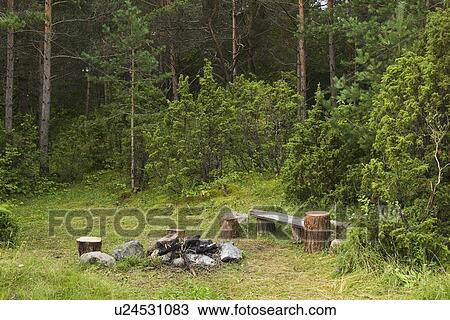 Stock Image - Trees, Log. Fotosearch