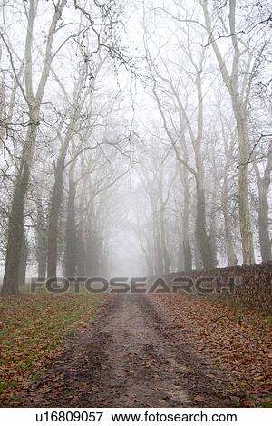 Stock Photo - winter, cold, mist, misty, boulevard, way. Fotosearch