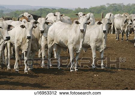 animals, cattle, animal View Large Photo Image Stock Image - animals, cattle, animal. Fotosearch