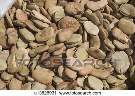 Stock Image - beans, cultivated. Fotosearch