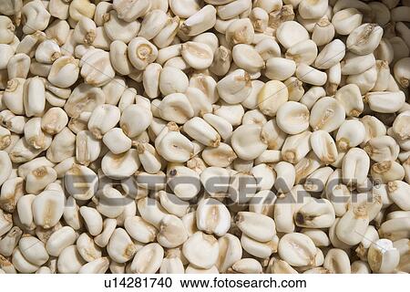 Stock Image - beans, cultivated. Fotosearch