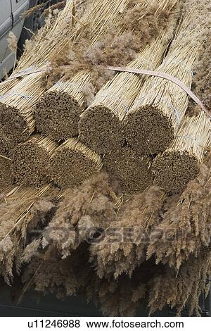 Stock Photo - Broom, Brown, Bunch, Bundle, Day. Fotosearch