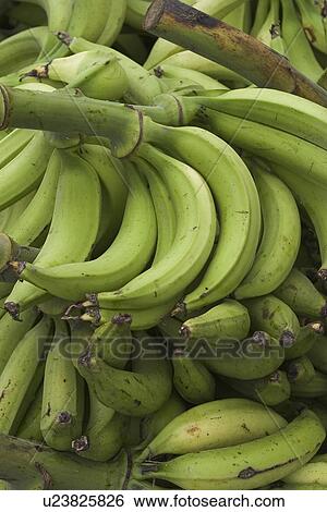 Stock Photograph - close-up, bananas. Fotosearch
