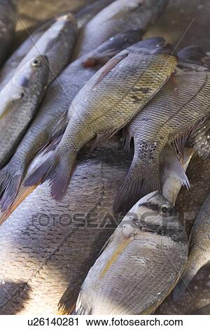 Stock Image - Close-Up, Dead Animal, Fish, Fish Market, Food. Fotosearch