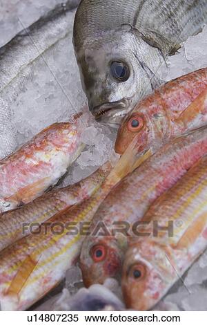 Stock Photography - Close-Up, Dead Animal, Fish, Fish Market, Food. Fotosearch