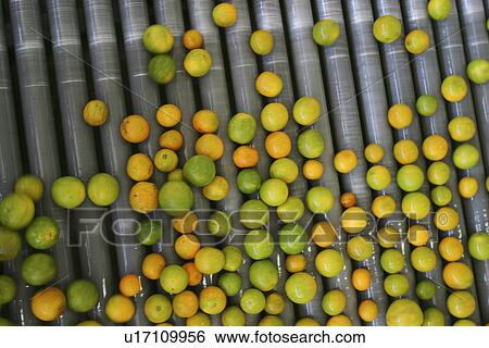 Stock Photograph - close-up, edible, firm. Fotosearch