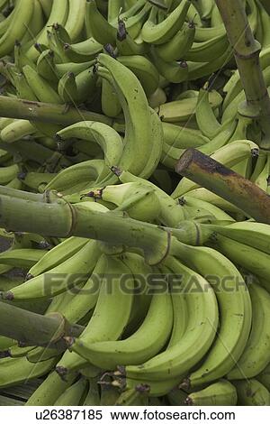 Stock Photography - close-up. Fotosearch